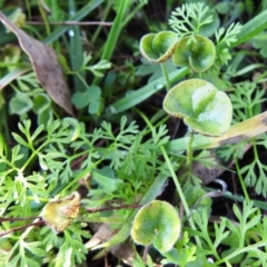 Dichondra repens at Tuggeranong DC, ACT - 14 Jun 2020 04:00 PM