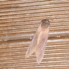 Oxycanus (genus) at Hughes, ACT - 14 Jun 2020