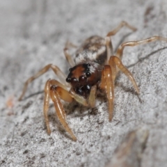 Arasia mollicoma (Flat-white Jumping Spider) at Hackett, ACT - 12 Jun 2020 by TimL
