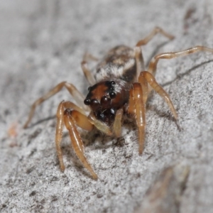 Arasia mollicoma at Hackett, ACT - 12 Jun 2020