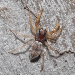 Arasia mollicoma at Hackett, ACT - 12 Jun 2020