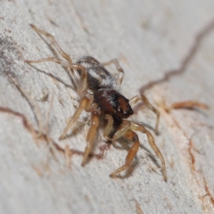 Arasia mollicoma at Hackett, ACT - 12 Jun 2020