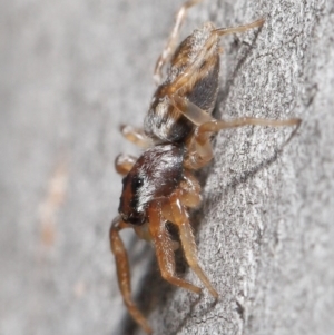 Arasia mollicoma at Hackett, ACT - 12 Jun 2020