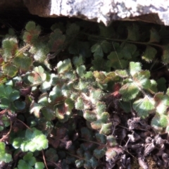 Pleurosorus rutifolius (Blanket Fern) at Tuggeranong DC, ACT - 20 Feb 2020 by michaelb