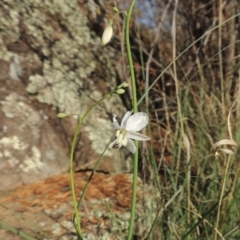 Arthropodium milleflorum at Tuggeranong DC, ACT - 20 Feb 2020