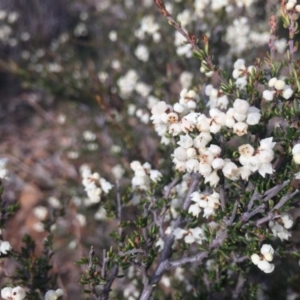 Cryptandra amara at Hackett, ACT - 15 Jun 2020