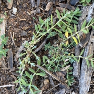 Paronychia brasiliana at Hughes, ACT - 15 Jun 2020 12:53 PM