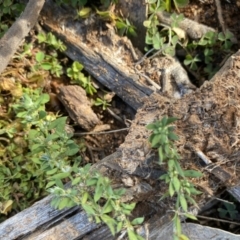 Paronychia brasiliana at Hughes, ACT - 15 Jun 2020 12:53 PM