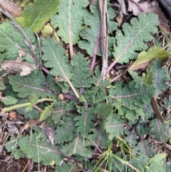 Salvia verbenaca var. verbenaca (Wild Sage) at Hughes, ACT - 14 Jun 2020 by KL