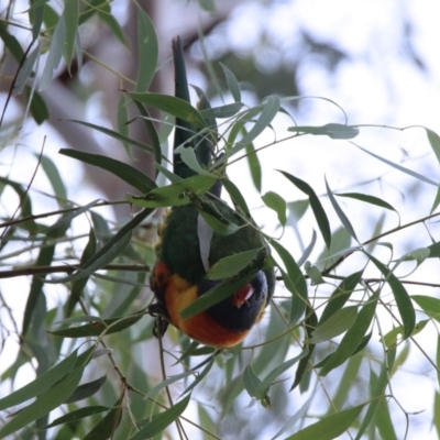 Trichoglossus moluccanus (Rainbow Lorikeet) at Gowrie, ACT - 15 Jun 2020 by RodDeb