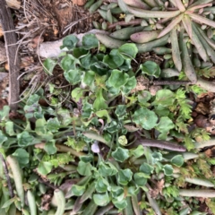 Stuartina muelleri (Spoon Cudweed) at Campbell, ACT - 13 Jun 2020 by JanetRussell