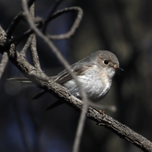 Petroica rosea at Hackett, ACT - 14 Jun 2020