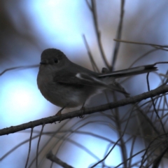 Petroica rosea at Hackett, ACT - 14 Jun 2020