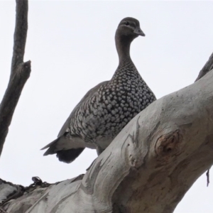 Chenonetta jubata at Hughes, ACT - 10 Jun 2020 11:20 AM