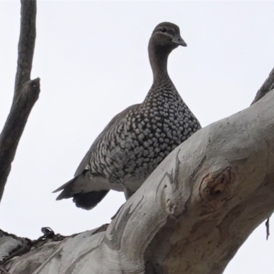 Chenonetta jubata (Australian Wood Duck) at Federal Golf Course - 10 Jun 2020 by JackyF