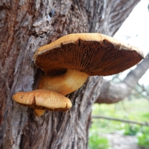 Gymnopilus junonius at Hughes, ACT - 12 Jun 2020 11:50 AM