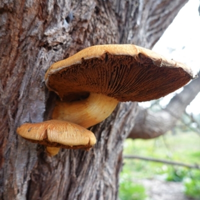 Gymnopilus junonius (Spectacular Rustgill) at GG38 - 12 Jun 2020 by JackyF