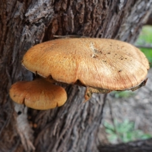 Gymnopilus junonius at Hughes, ACT - 12 Jun 2020 11:50 AM