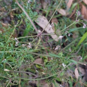 Clematis leptophylla at Hughes, ACT - 13 Jun 2020