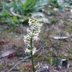 Stackhousia monogyna at O'Malley, ACT - 10 Jun 2020