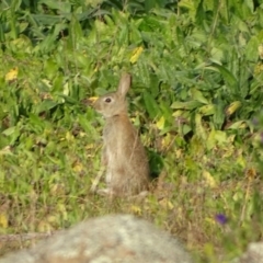 Oryctolagus cuniculus (European Rabbit) at O'Malley, ACT - 10 Jun 2020 by Mike