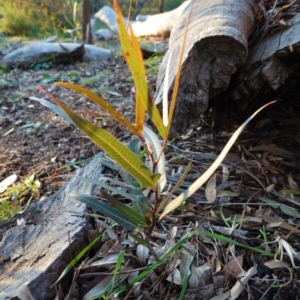 Brachychiton populneus subsp. populneus at Deakin, ACT - 9 Jun 2020