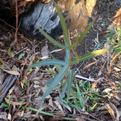 Brachychiton populneus subsp. populneus at Deakin, ACT - 9 Jun 2020