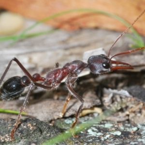 Myrmecia simillima at Mullion, NSW - 13 Jun 2020 01:32 PM