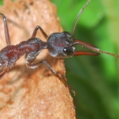 Myrmecia simillima at Mullion, NSW - 13 Jun 2020 01:32 PM