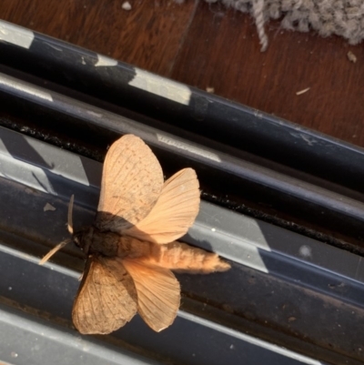 Oxycanus silvanus (Pale Oxycanus) at Black Range, NSW - 16 Jun 2020 by StephH