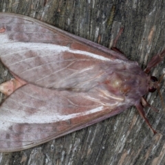 Oxycanus dirempta (Variable Oxycanus) at Ainslie, ACT - 15 Jun 2020 by jb2602