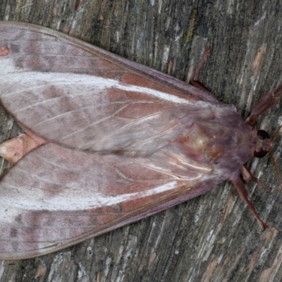 Oxycanus dirempta (Variable Oxycanus) at Ainslie, ACT - 15 Jun 2020 by jb2602