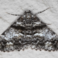Gastrinodes argoplaca (Cryptic Bark Moth) at Ainslie, ACT - 15 Jun 2020 by jbromilow50