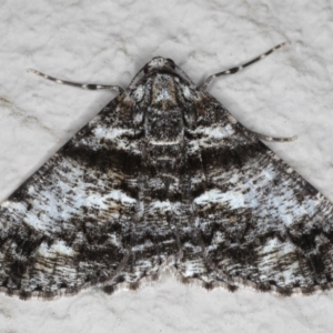 Gastrinodes argoplaca at Ainslie, ACT - 15 Jun 2020