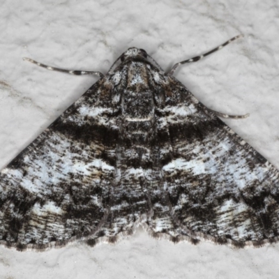 Gastrinodes argoplaca (Cryptic Bark Moth) at Ainslie, ACT - 15 Jun 2020 by jbromilow50