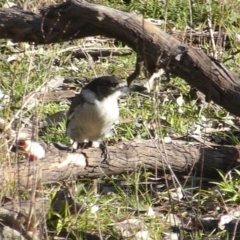 Cracticus torquatus (Grey Butcherbird) at O'Malley, ACT - 14 Jun 2020 by Mike