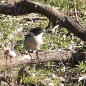 Cracticus torquatus at O'Malley, ACT - 14 Jun 2020