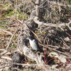 Cracticus torquatus at O'Malley, ACT - 14 Jun 2020