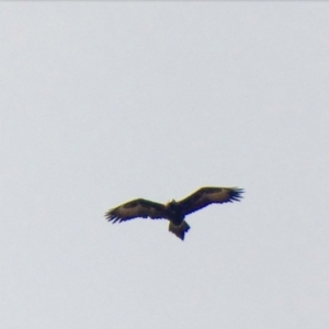 Aquila audax at Symonston, ACT - 16 Jun 2020