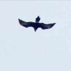 Aquila audax at Symonston, ACT - 16 Jun 2020