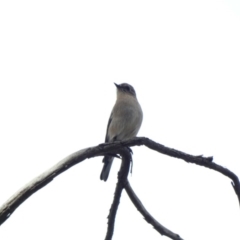 Petroica phoenicea (Flame Robin) at Jerrabomberra, ACT - 16 Jun 2020 by Ct1000