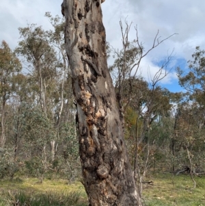 Eucalyptus blakelyi at Bruce, ACT - 15 Jun 2020