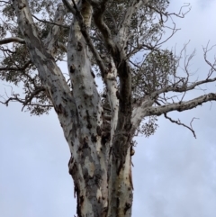 Eucalyptus blakelyi at Bruce, ACT - 15 Jun 2020