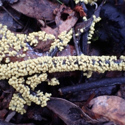 Myxomycete - past plasmodial stage at Acton, ACT - 16 Jun 2020 by RWPurdie