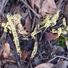 Myxomycete - past plasmodial stage at Acton, ACT - 16 Jun 2020