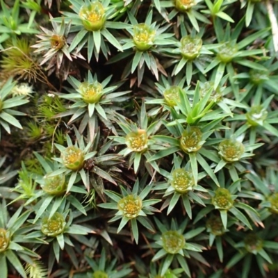 Dawsonia (genus) (A moss) at Acton, ACT - 16 Jun 2020 by RWPurdie