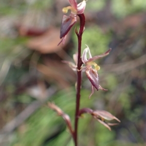 Acianthus exsertus at Acton, ACT - suppressed