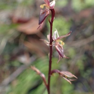 Acianthus exsertus (Large Mosquito Orchid) at Acton, ACT - 16 Jun 2020 by RWPurdie