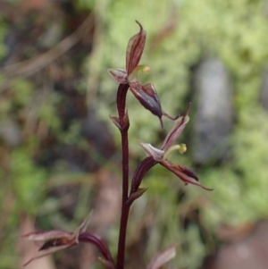 Acianthus exsertus at Acton, ACT - suppressed