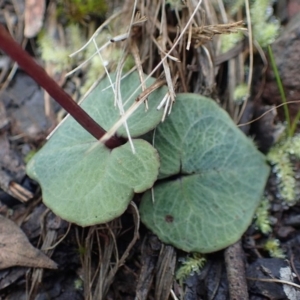 Acianthus exsertus at Acton, ACT - suppressed